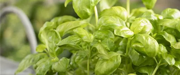 KRäUTER AUF DEM BALKON! KRäUTER AUF DEM BALKON!