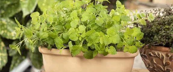 KRäUTER AUF DEM BALKON! KRäUTER AUF DEM BALKON!