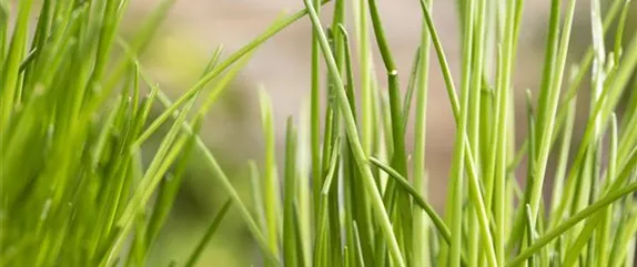 KRäUTER AUF DEM BALKON! KRäUTER AUF DEM BALKON!