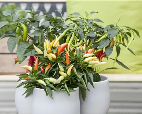 EIN NASCHGARTEN AUF DEM BALKON