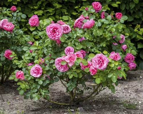 DER OKTOBER - PFLANZZEIT FÜR ROSEN DER OKTOBER - PFLANZZEIT FÜR ROSEN