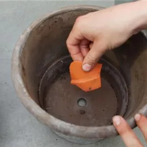 EISENKRAUT - EINPFLANZEN IN EIN GEFäSS EISENKRAUT - EINPFLANZEN IN EIN GEFäSS