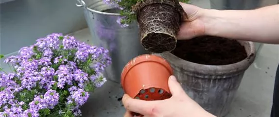 EISENKRAUT - EINPFLANZEN IN EIN GEFäSS EISENKRAUT - EINPFLANZEN IN EIN GEFäSS