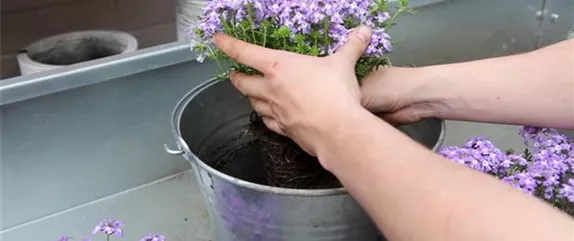 EISENKRAUT - EINPFLANZEN IN EIN GEFäSS EISENKRAUT - EINPFLANZEN IN EIN GEFäSS