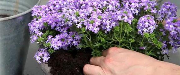 EISENKRAUT - EINPFLANZEN IN EIN GEFäSS EISENKRAUT - EINPFLANZEN IN EIN GEFäSS