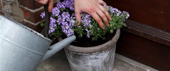 EISENKRAUT - EINPFLANZEN IN EIN GEFäSS EISENKRAUT - EINPFLANZEN IN EIN GEFäSS