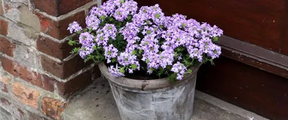 EISENKRAUT - EINPFLANZEN IN EIN GEFäSS EISENKRAUT - EINPFLANZEN IN EIN GEFäSS