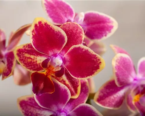 DIE ORCHIDEEN-KLASSIKER