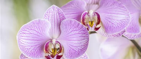 DIE ORCHIDEEN-KLASSIKER DIE ORCHIDEEN-KLASSIKER