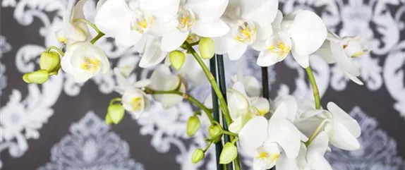 DIE ORCHIDEEN-KLASSIKER DIE ORCHIDEEN-KLASSIKER