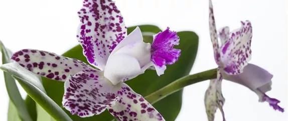 DIE ORCHIDEEN-KLASSIKER DIE ORCHIDEEN-KLASSIKER