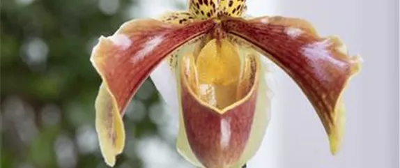 DIE ORCHIDEEN-KLASSIKER DIE ORCHIDEEN-KLASSIKER