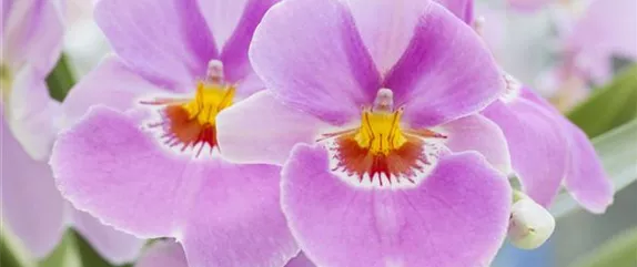 DIE ORCHIDEEN-KLASSIKER DIE ORCHIDEEN-KLASSIKER