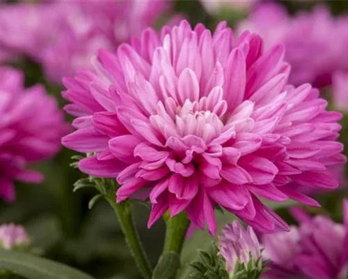 ASTERN - DIE STARS IM GARTEN