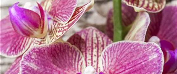 ORCHIDEEN - DIE KöNIGIN DER ZIMMERPFLANZEN ORCHIDEEN - DIE KöNIGIN DER ZIMMERPFLANZEN