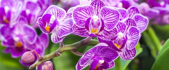 ORCHIDEEN - DIE KöNIGIN DER ZIMMERPFLANZEN ORCHIDEEN - DIE KöNIGIN DER ZIMMERPFLANZEN