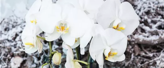 ORCHIDEEN - DIE KöNIGIN DER ZIMMERPFLANZEN ORCHIDEEN - DIE KöNIGIN DER ZIMMERPFLANZEN