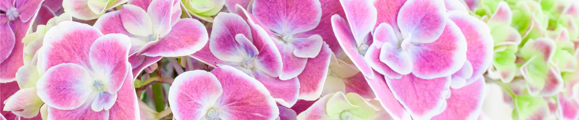 Hydrangea macrophylla, zweifarbig