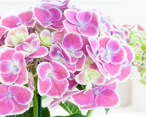 DIE BELIEBTESTEN ZIMMERPFLANZEN