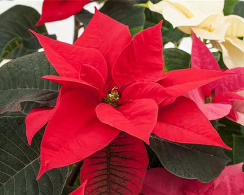 DER WEIHNACHTSSTERN DER WEIHNACHTSSTERN