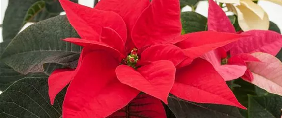 ZIMMERPFLANZEN ZU WEIHNACHTEN ZIMMERPFLANZEN ZU WEIHNACHTEN