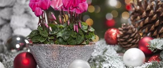 ZIMMERPFLANZEN ZU WEIHNACHTEN ZIMMERPFLANZEN ZU WEIHNACHTEN