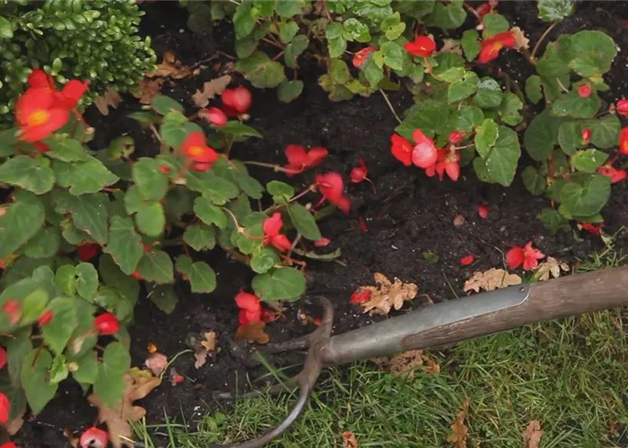 Begonien - Überwintern Begonien - Überwintern