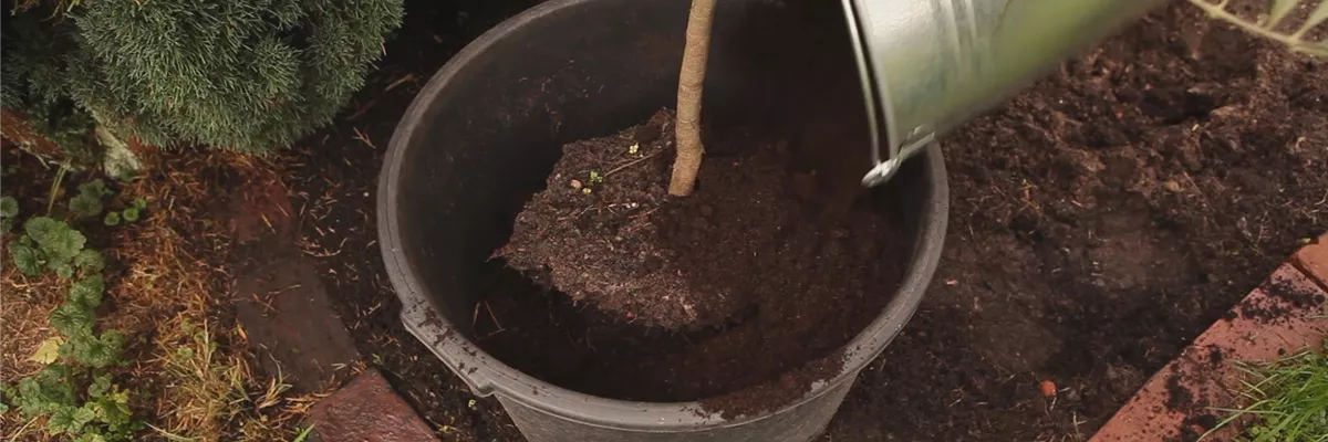 Olivenbaum - Überwintern (thumbnail) Olivenbaum - Überwintern (thumbnail)