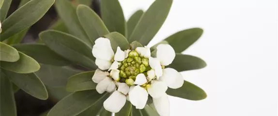 DIE IMMERGRüNE SCHLEIFENBLUME  DIE IMMERGRüNE SCHLEIFENBLUME