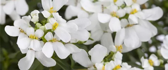 DIE IMMERGRüNE SCHLEIFENBLUME  DIE IMMERGRüNE SCHLEIFENBLUME