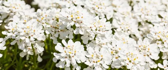 DIE IMMERGRüNE SCHLEIFENBLUME  DIE IMMERGRüNE SCHLEIFENBLUME