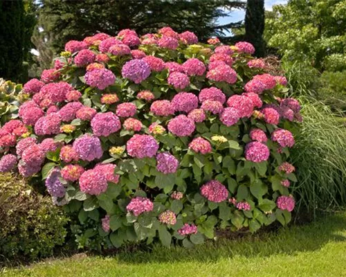 BAUERNHORTENSIE