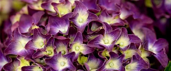 BAUERNHORTENSIE BAUERNHORTENSIE