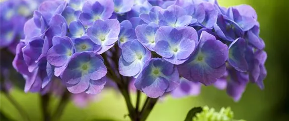 BAUERNHORTENSIE BAUERNHORTENSIE