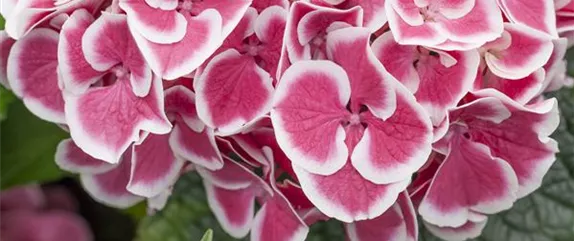 BAUERNHORTENSIE BAUERNHORTENSIE