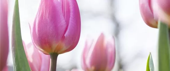 BUNTES OSTERFEST MIT FRüHLINGSBOTEN! BUNTES OSTERFEST MIT FRüHLINGSBOTEN!