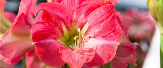 AMARYLLIS AMARYLLIS