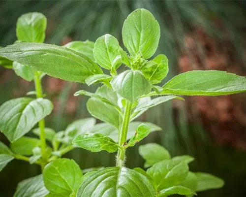 FRISCHE KRäUTER AUS ITALIEN
