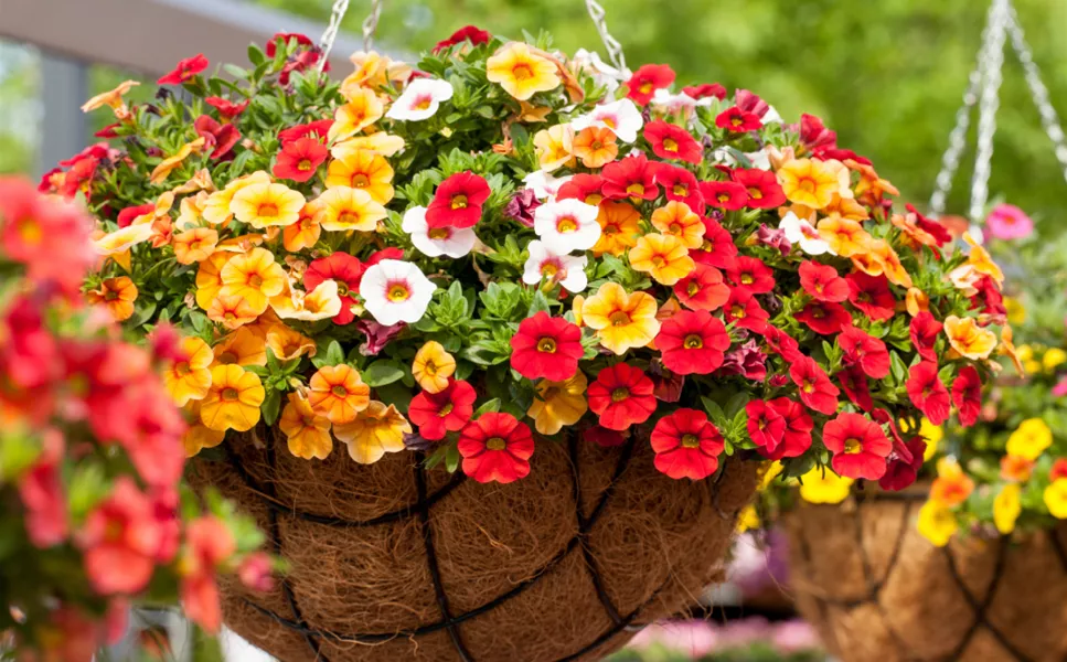 Beet & Balkon - DIE RICHTIGE PFLEGE Beet & Balkon - DIE RICHTIGE PFLEGE