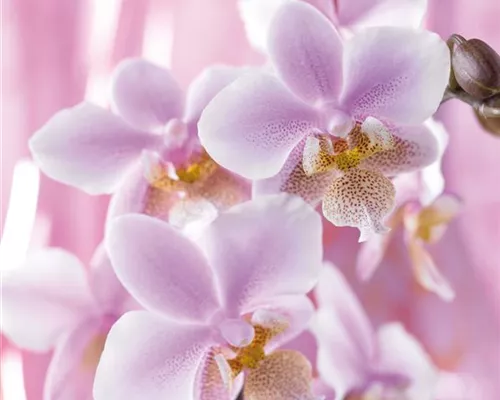 DIE TOP 8 DER WINTERBLUMEN DIE TOP 8 DER WINTERBLUMEN