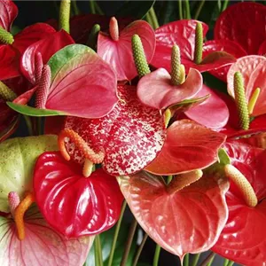 DIE TOP 8 DER WINTERBLUMEN DIE TOP 8 DER WINTERBLUMEN