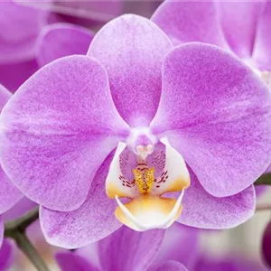 DIE TOP 8 DER WINTERBLUMEN DIE TOP 8 DER WINTERBLUMEN