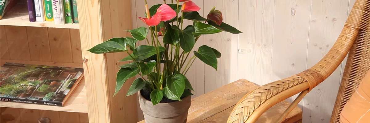 Flamingoblume - Einpflanzen in ein Gefäß (thumbnail) Flamingoblume - Einpflanzen in ein Gefäß (thumbnail)