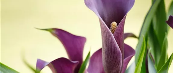 DIE TOP 8 DER WINTERBLUMEN DIE TOP 8 DER WINTERBLUMEN