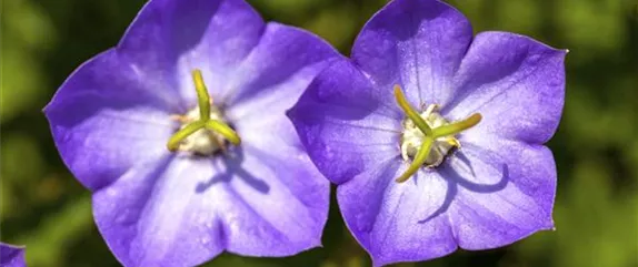 DIE GLOCKENBLUME! DIE GLOCKENBLUME!