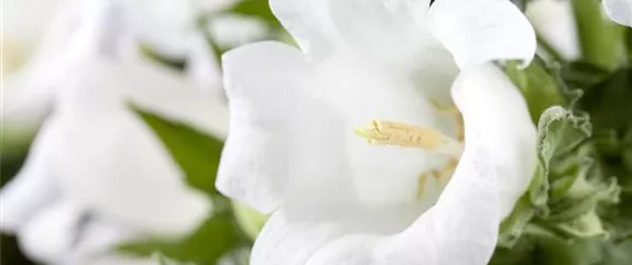 DIE GLOCKENBLUME! DIE GLOCKENBLUME!