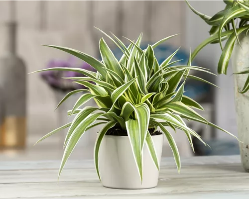 DIE GRüNLILIE - DAS GENIE UNTER DEN ZIMMERPFLANZEN