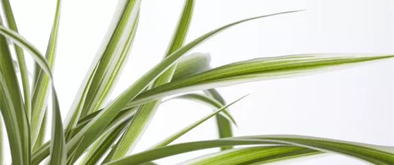 DIE GRüNLILIE - DAS GENIE UNTER DEN ZIMMERPFLANZEN DIE GRüNLILIE - DAS GENIE UNTER DEN ZIMMERPFLANZEN