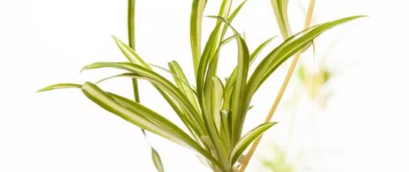 DIE GRüNLILIE - DAS GENIE UNTER DEN ZIMMERPFLANZEN DIE GRüNLILIE - DAS GENIE UNTER DEN ZIMMERPFLANZEN