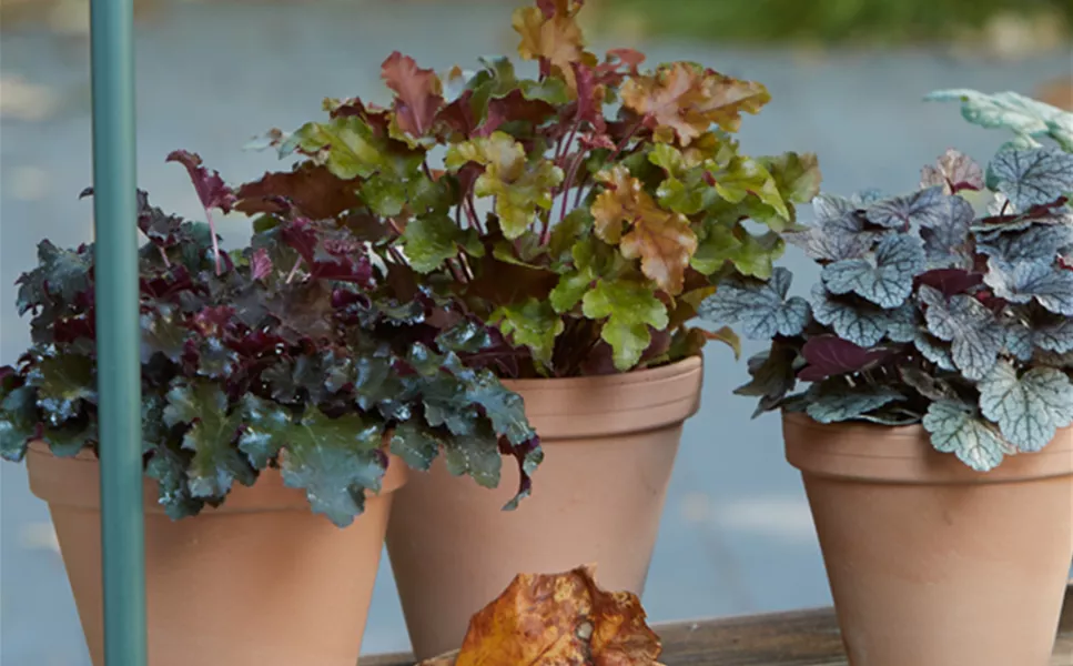 Saisonerlebnis - Ideen für drinnen und draußen Saisonerlebnis - Ideen für drinnen und draußen